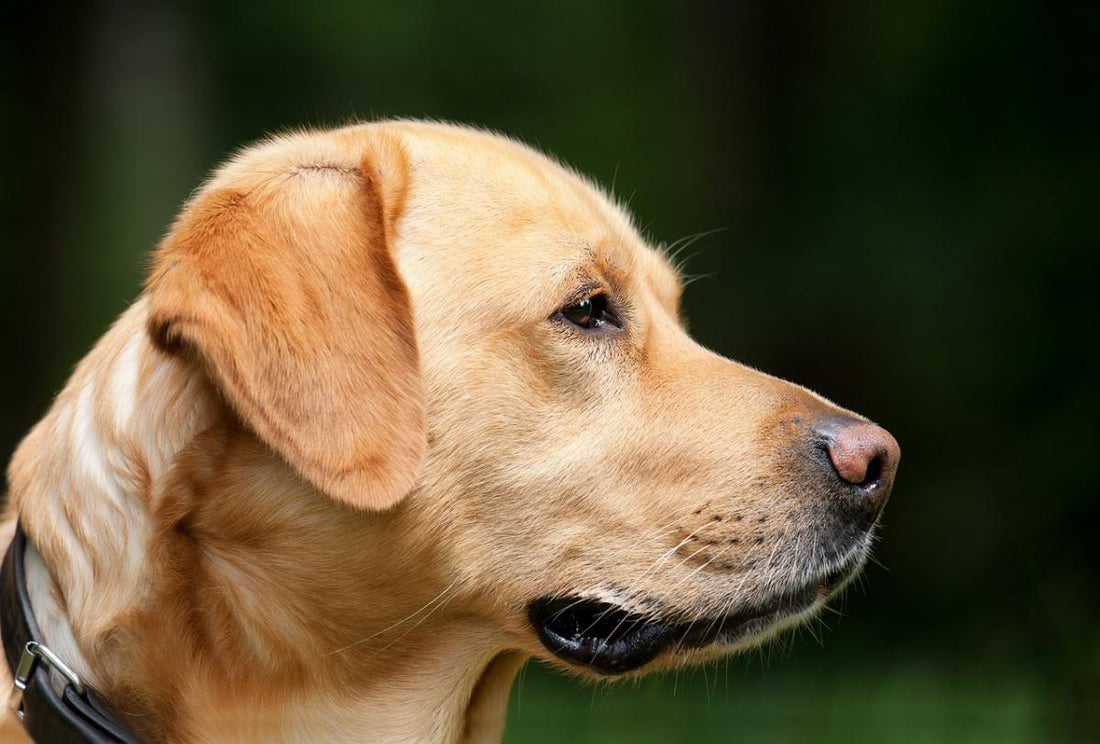 How To Buy A Dog